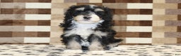 Mini Bernedoodle dogs for sale: Ace - Ad 3