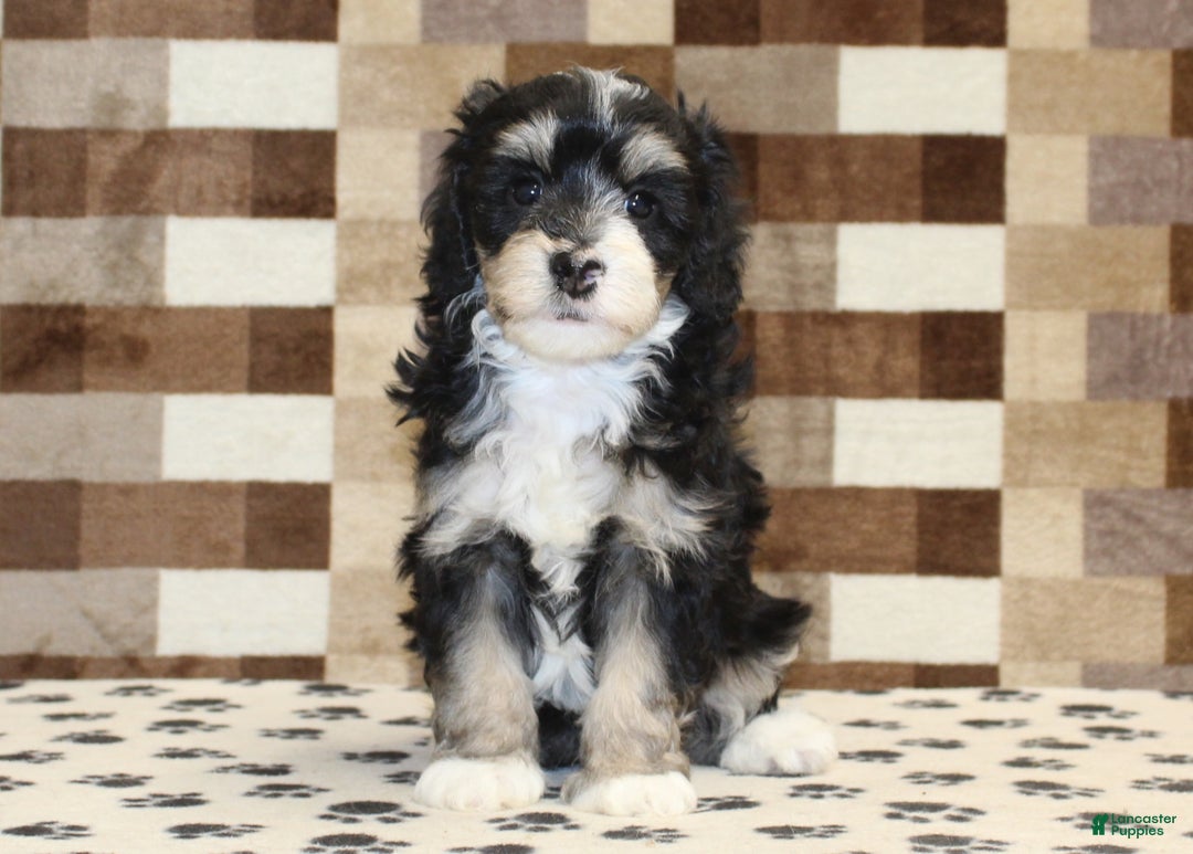 Mini Bernedoodle dogs for sale: Ace - Ad 3