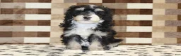 Mini Bernedoodle dogs for sale: AJ - Ad 19