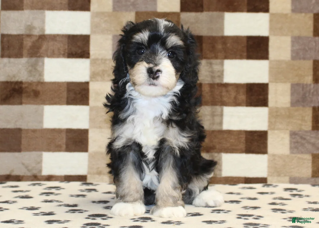 Mini Bernedoodle dogs for sale: AJ - Ad 19