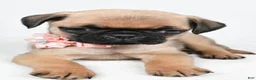 Pug dogs for sale: Alisha - Ad 5