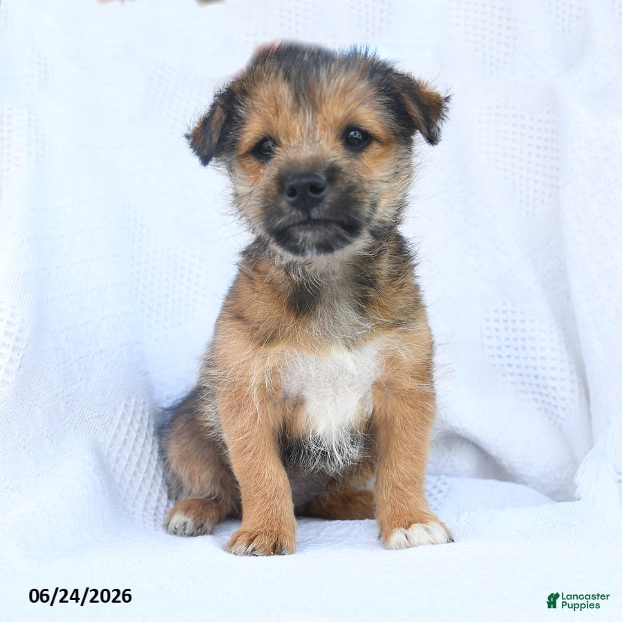 Shiba Inu dogs Rose  - Ad 1