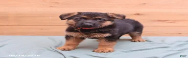 Griffin