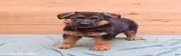 German Shepherd dogs for sale: Griffin - Ad 1