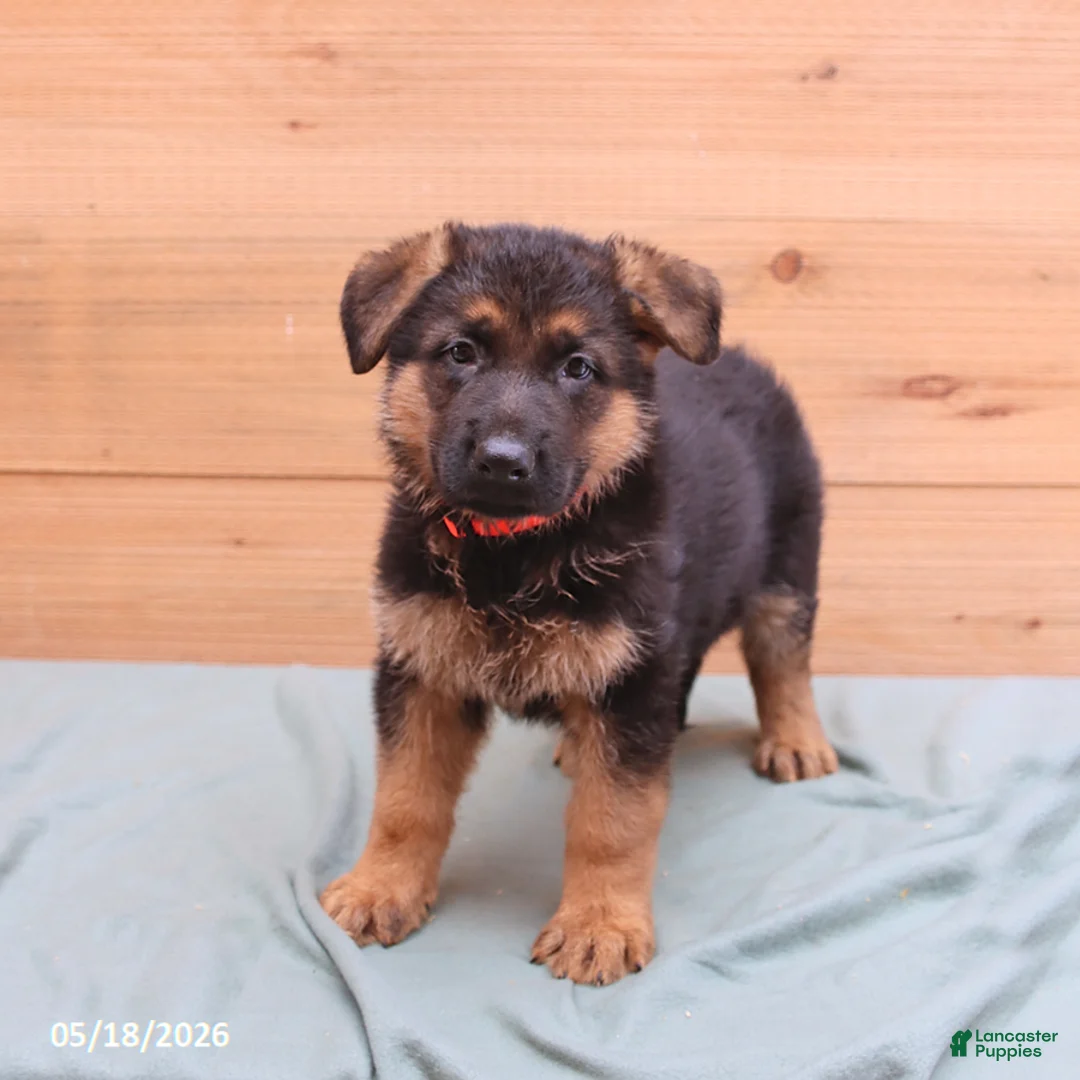 German Shepherd dogs for sale: Griffin - Ad 1