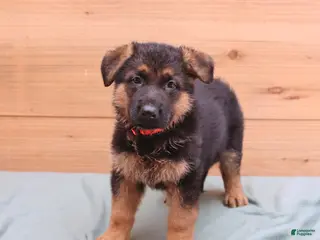German Shepherd dogs for sale: Griffin - Ad 1