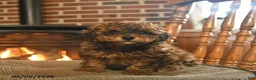 Toy Poodle dogs for sale: Jackpot - Ad 3