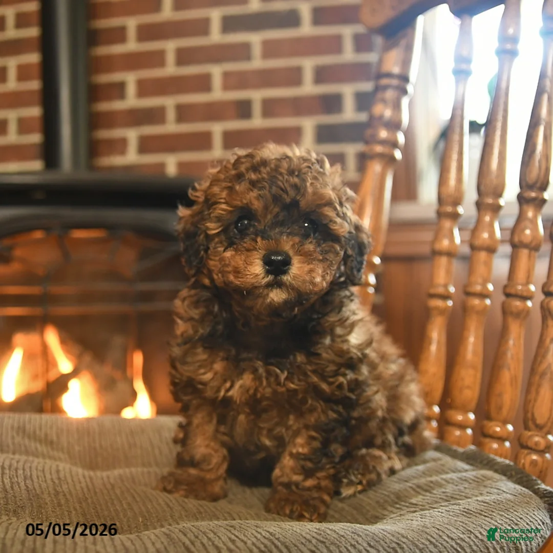 Toy Poodle dogs for sale: Jackpot - Ad 3