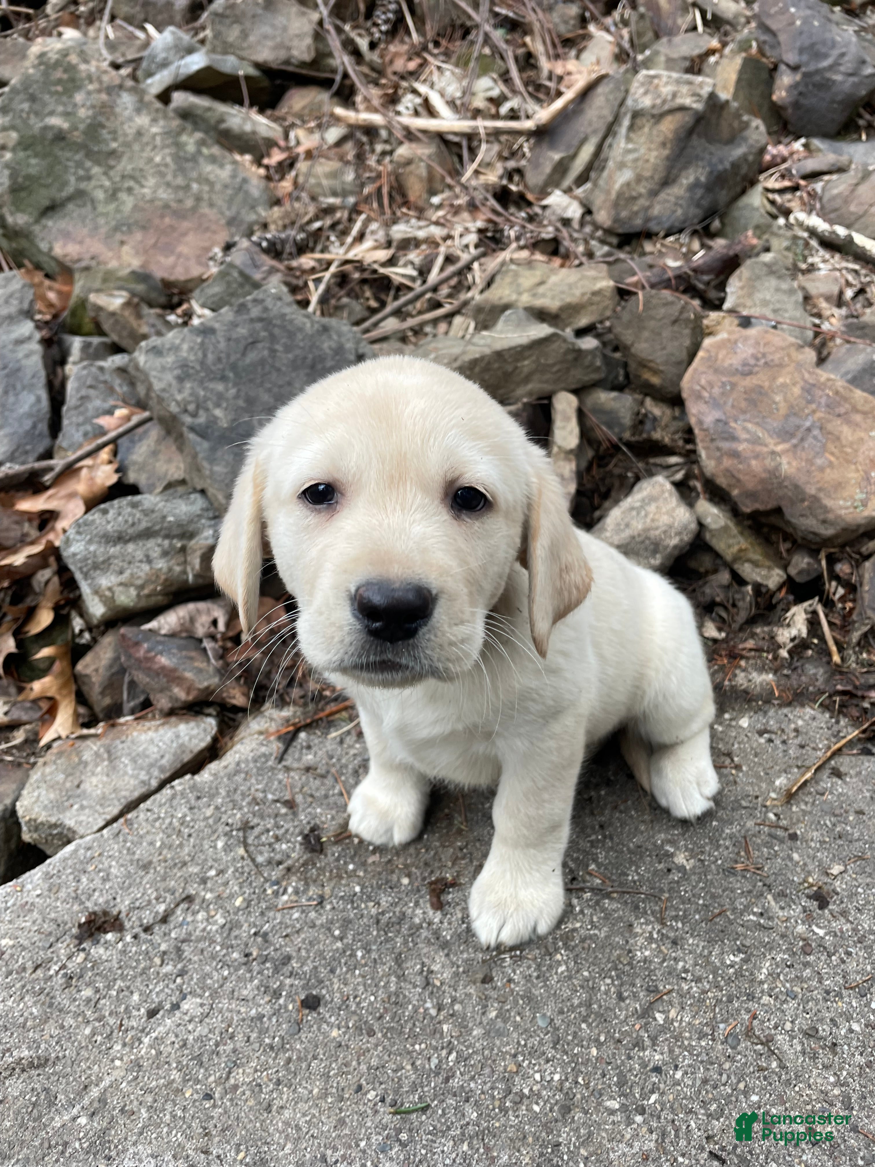 Labrador Retriever dogs Labrador Retriever Collar Red - Ad 1