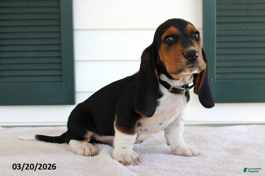 Basset Hound dogs Sarge - Ad 1