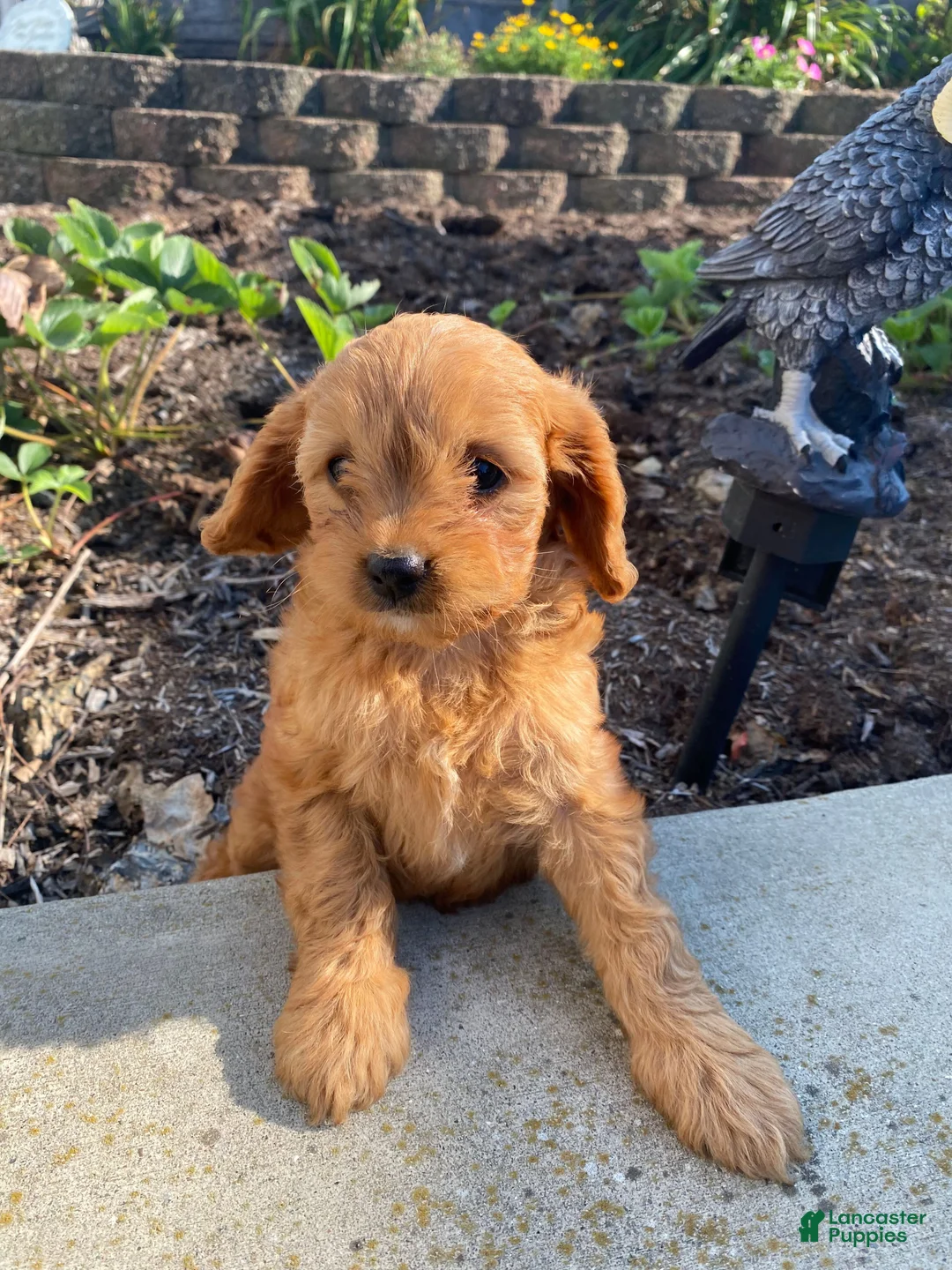 Cavapoo dogs for sale: Willow - Ad 2