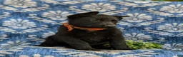 German Shepherd dogs for sale: Maxfield - Ad 3