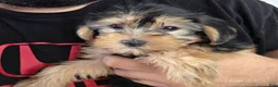 Yorkshire Terrier dogs for sale: Duchess - Ad 4