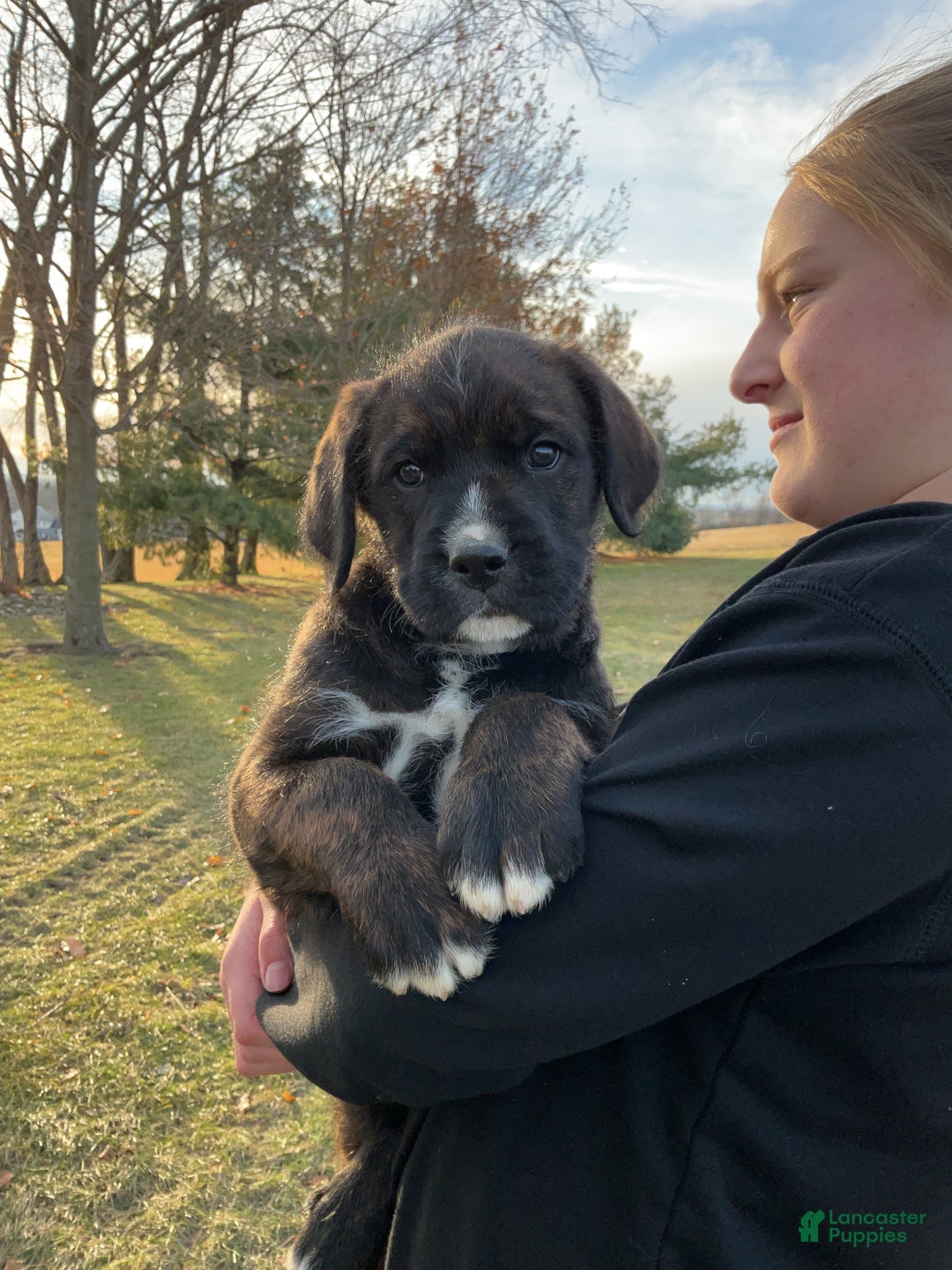 Mixed Breed dogs for sale: Bober - Ad 4