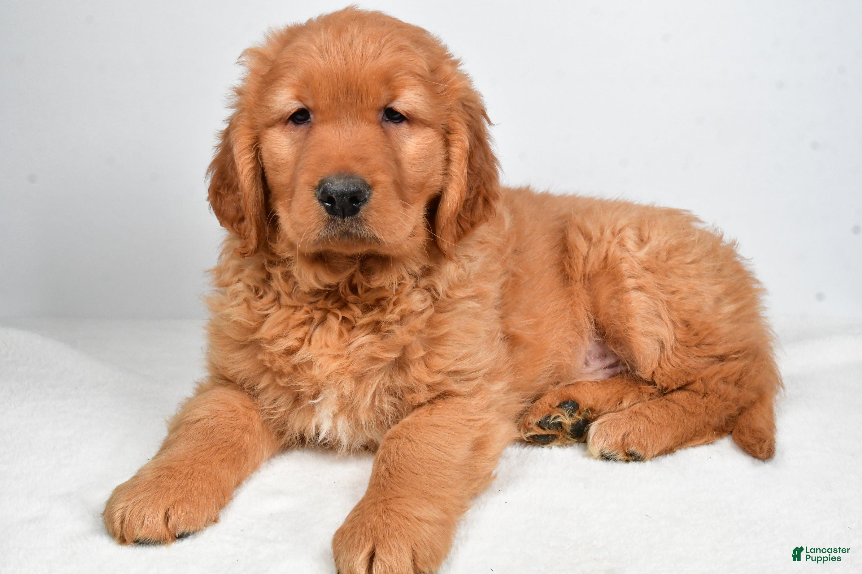 Golden Retriever dogs Archie - Ad 1