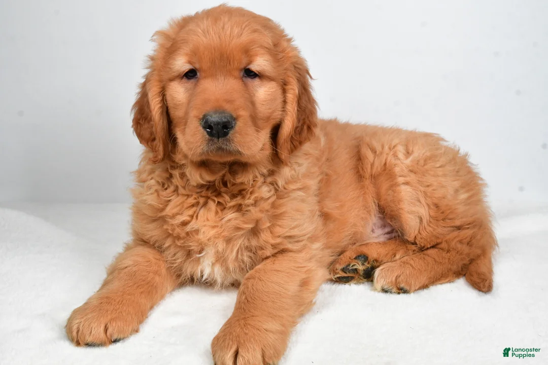 Golden Retriever dogs for sale: Archie - Ad 1