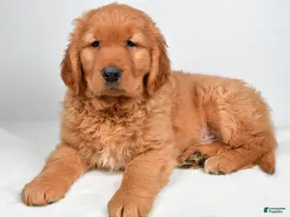 Golden Retriever dogs Archie - Ad 1