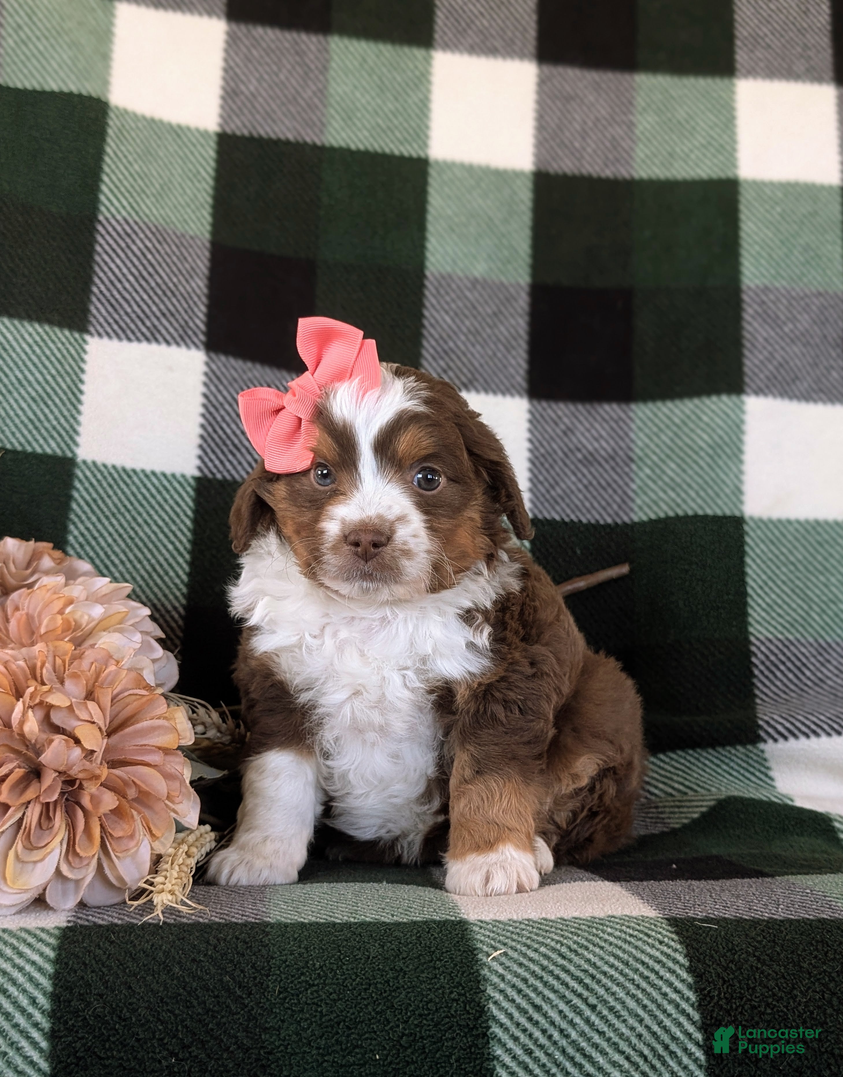 Mini Aussiedoodle dogs Lexus - Ad 2
