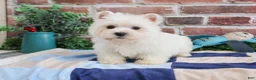 West Highland Terrier dogs for sale: Gatsby  - Ad 6