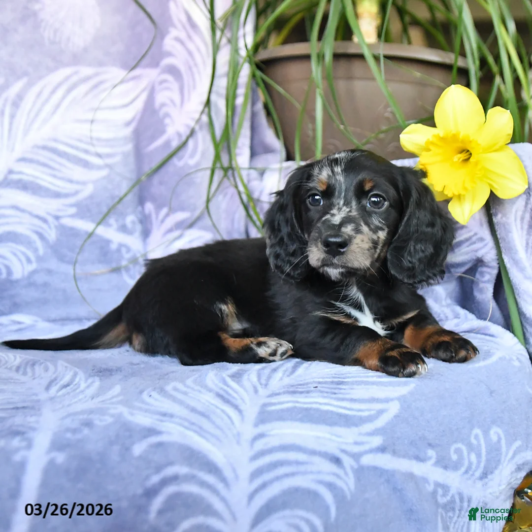 Miniature Dachshund dogs for sale: Duke - Ad 2