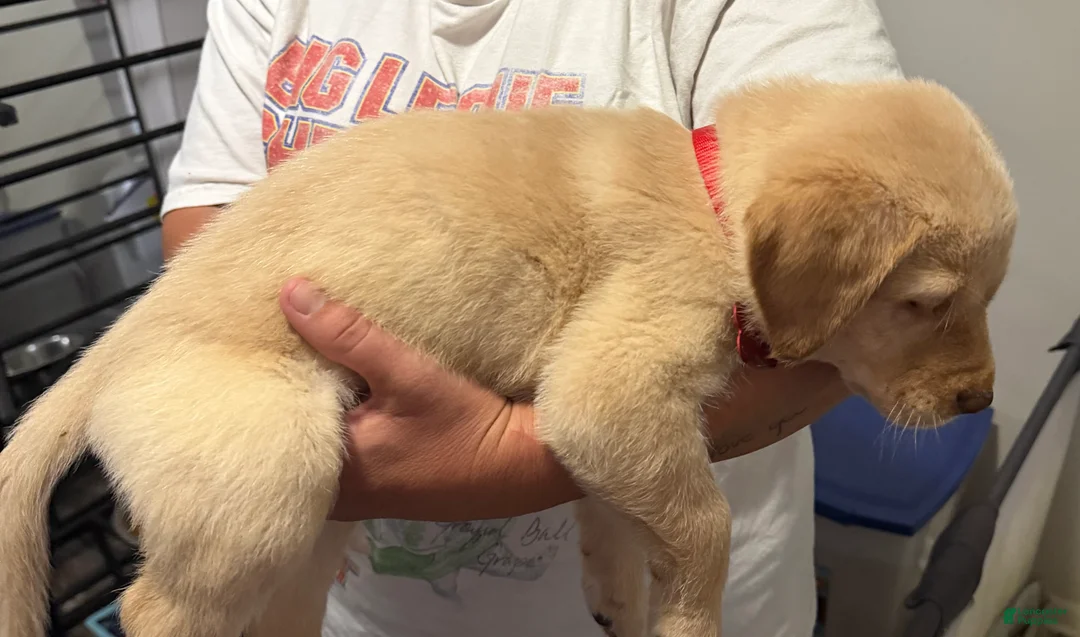 Labrador Retriever dogs for sale: Lab Puppy 9 - Red Collar - Ad 2