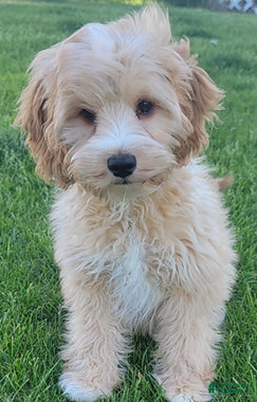 Mini Goldendoodle dogs for sale: Teddy Male - Ad 1