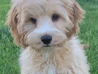 Mini Goldendoodle dogs for sale: Teddy Male - Ad 2