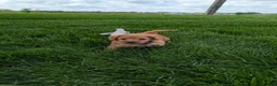 Cavapoo dogs for sale: Winston  - Ad 2