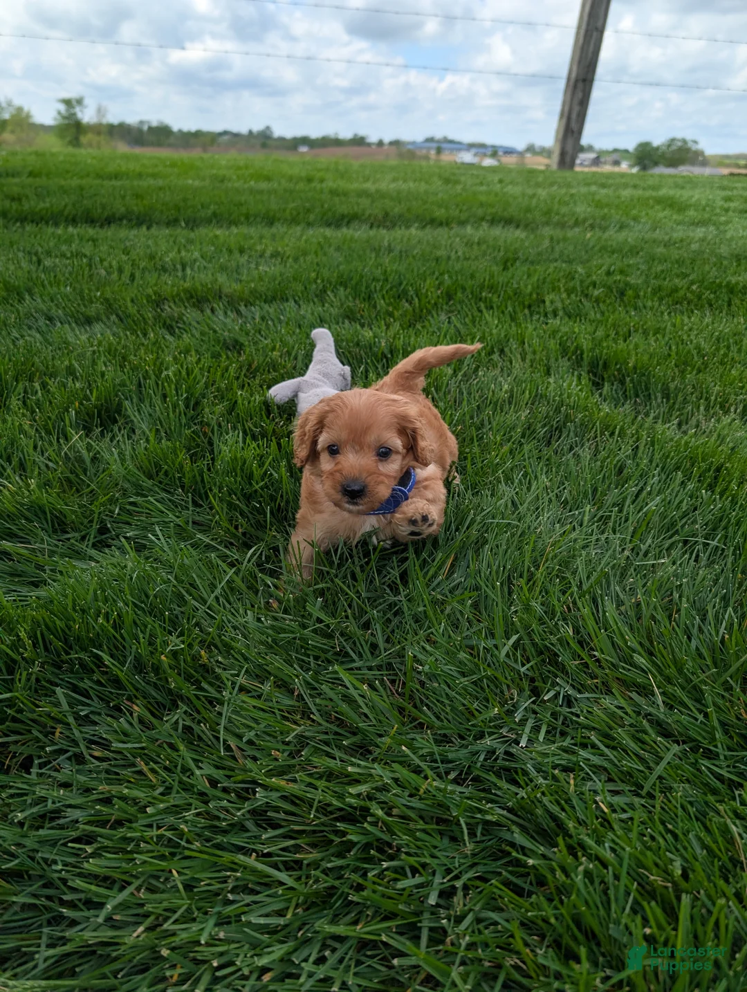 Cavapoo dogs for sale: Winston  - Ad 2