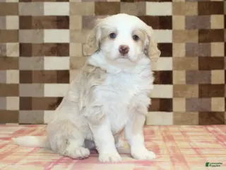 Mini Bernedoodle dogs Chief - Ad 38