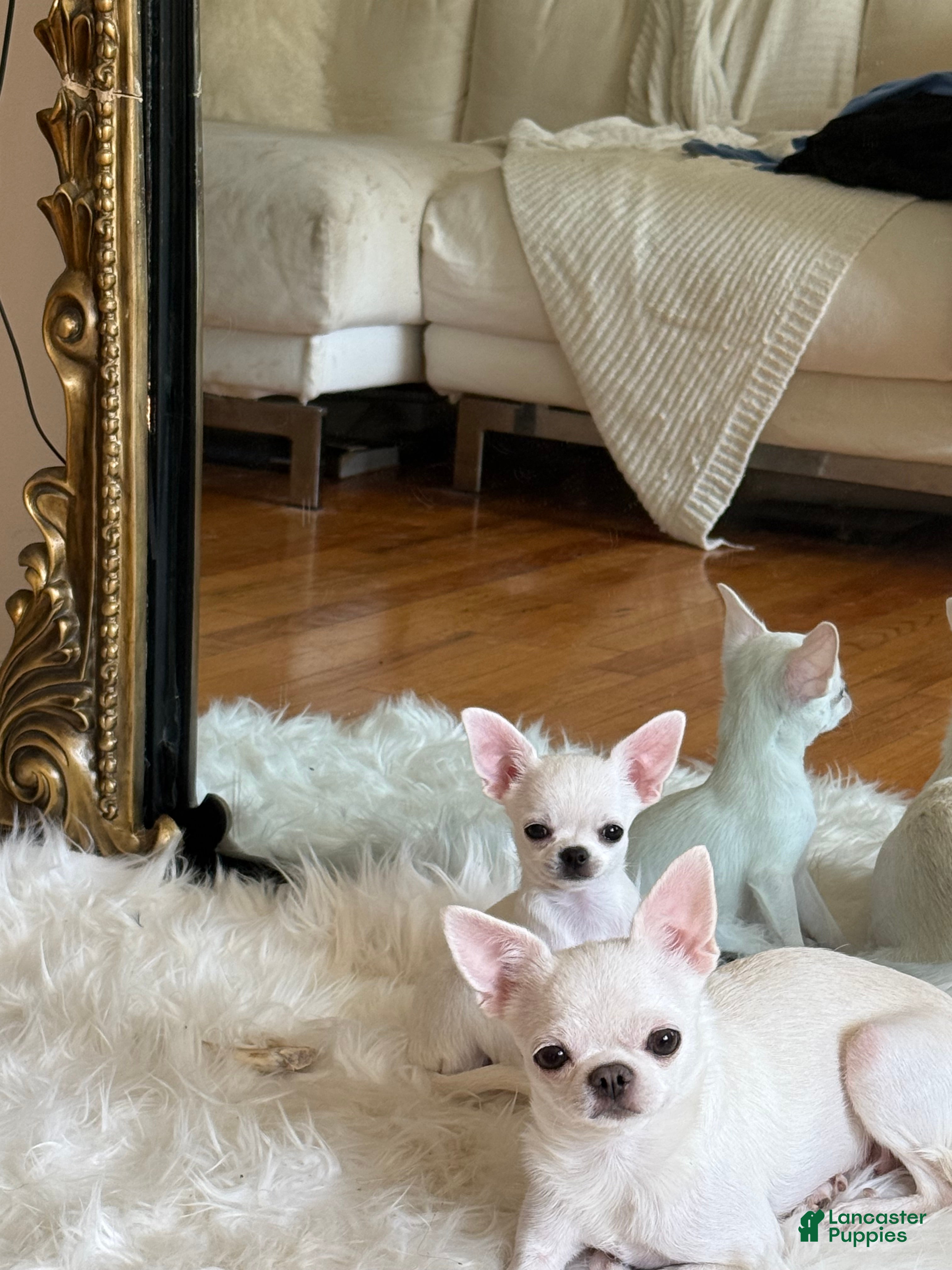 Chihuahua dogs Chihuahua Puppy 3 - Ad 16