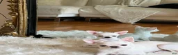 Chihuahua dogs for sale: Chihuahua Puppy 3 - Ad 1