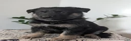 German Shepherd dogs for sale: Sara  - Ad 11