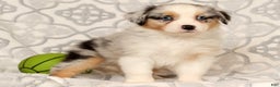 Miniature Australian Shepherd dogs for sale: Tulip - Ad 5