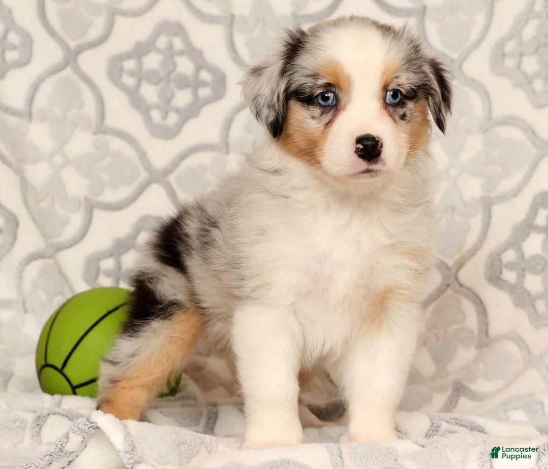 Miniature Australian Shepherd dogs for sale: Tulip - Ad 5