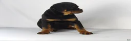 Rottweiler dogs for sale: Rottweiler Puppy 5 - Ad 2