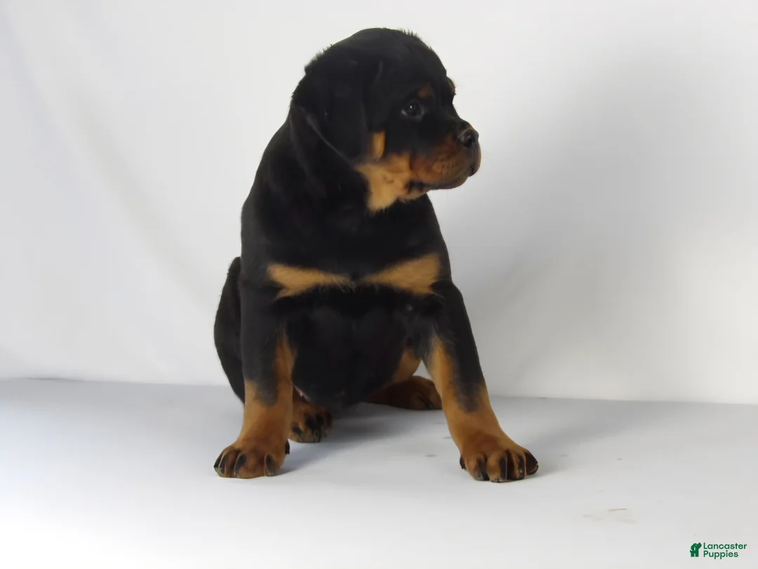 Rottweiler dogs for sale: Rottweiler Puppy 5 - Ad 2