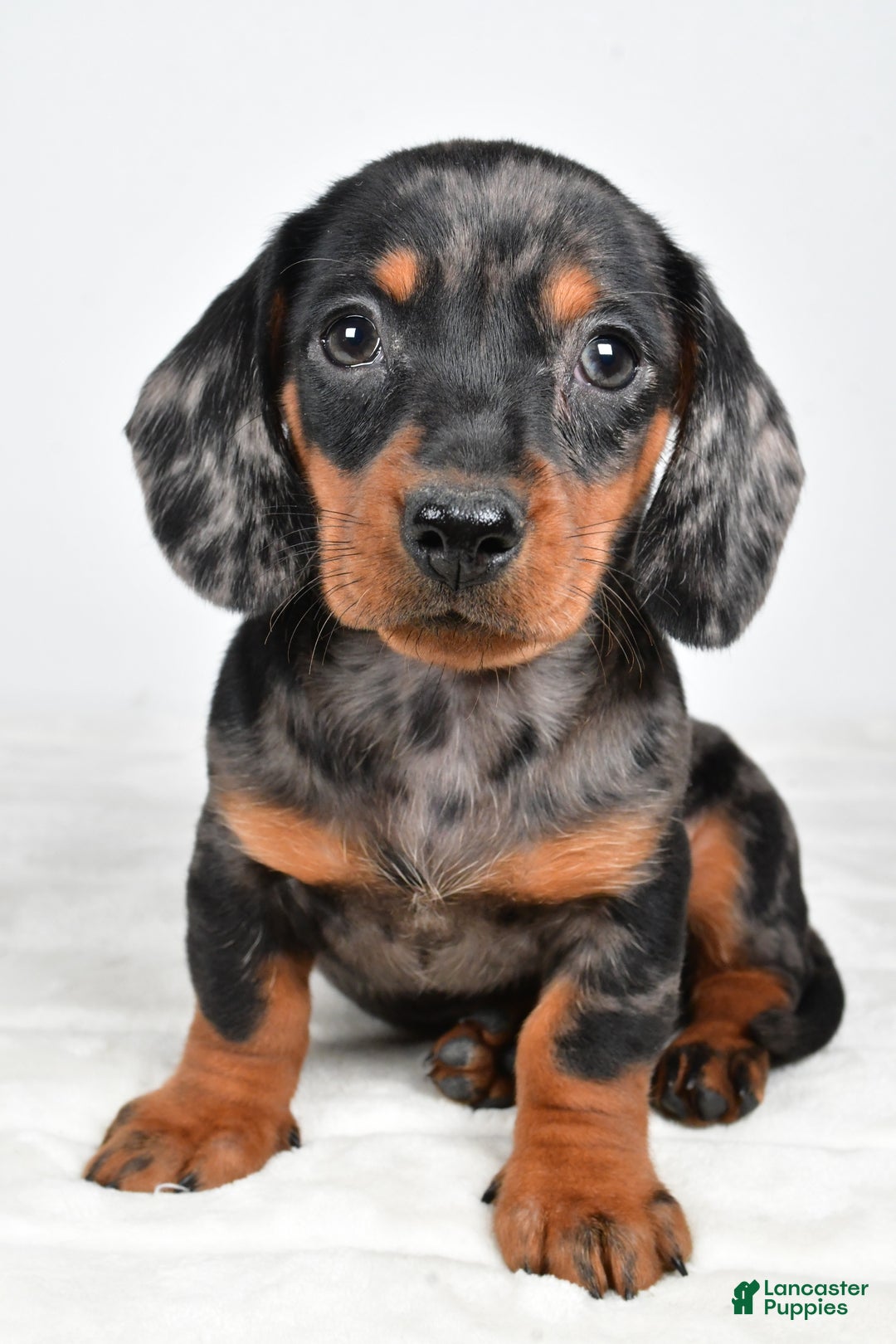 Miniature Dachshund dogs for sale: Cassidy - Ad 8