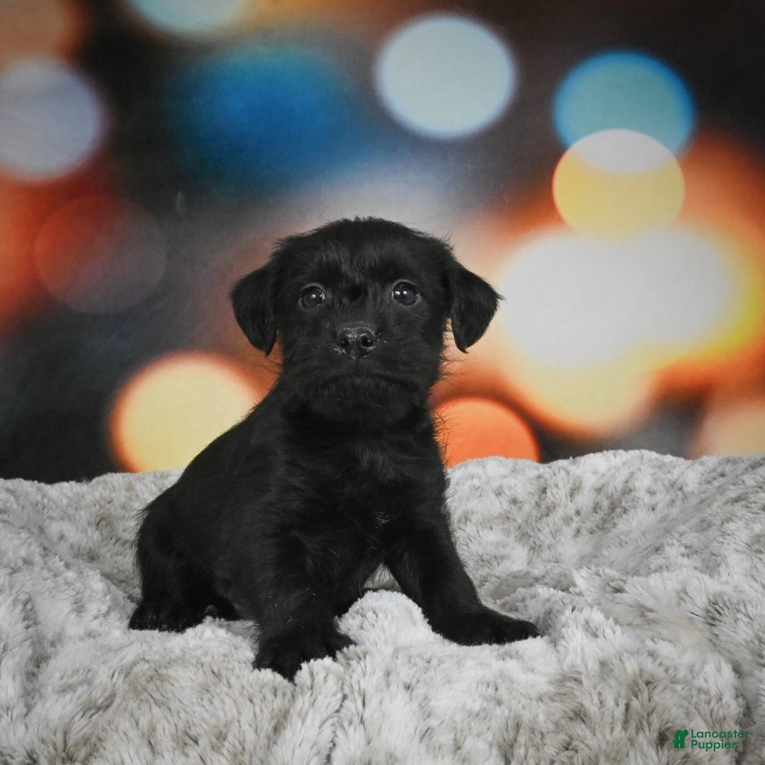 Mixed Breed dogs for sale: Rover - Ad 3