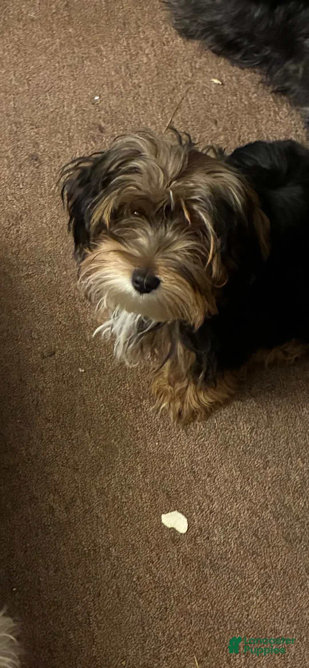 Morkie dogs for sale: Morkie Puppy 1 - Ad 5