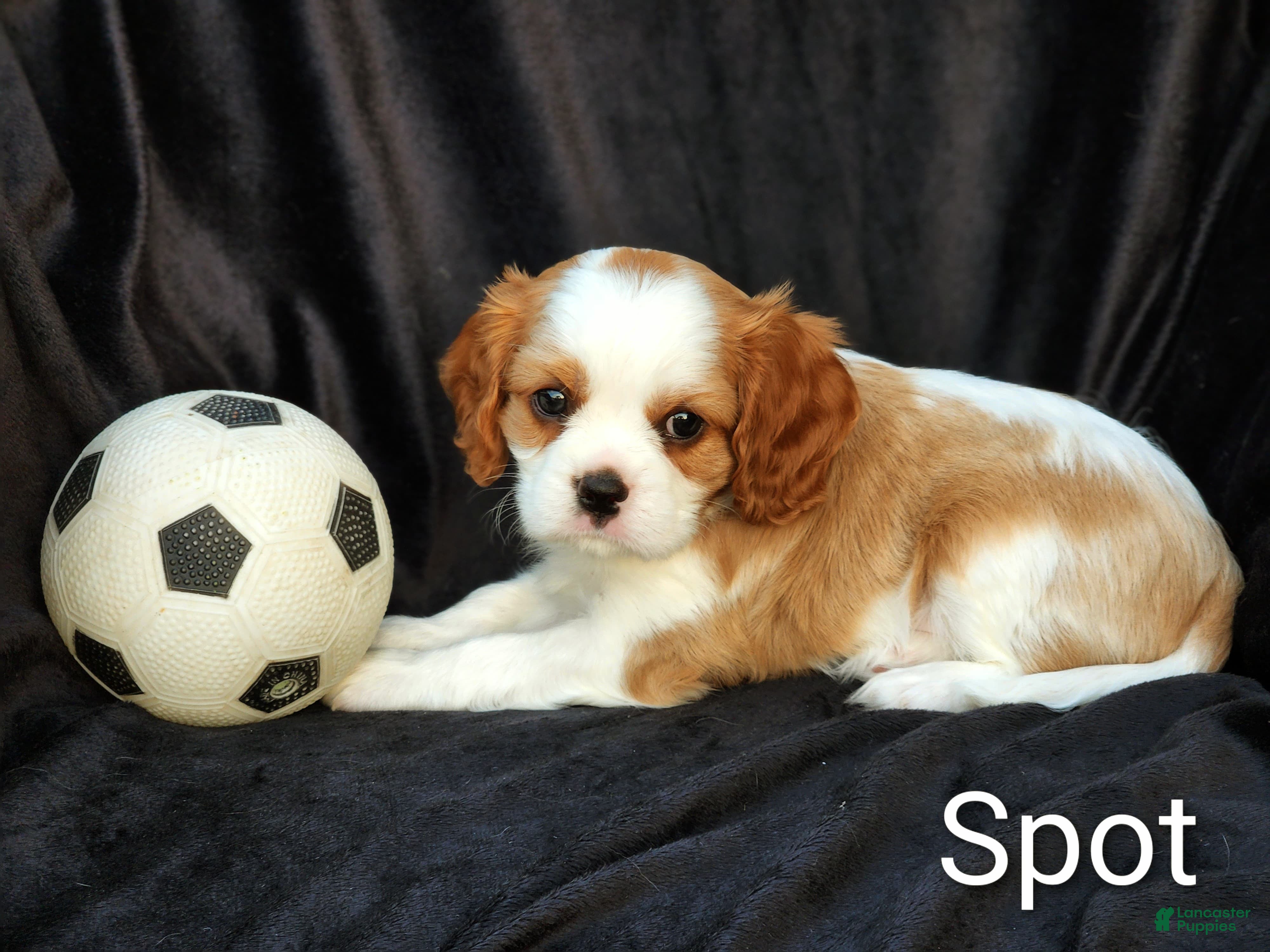 Cavalier King Charles Spaniel dogs Spot - Ad 1