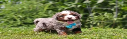 Mini Bernedoodle dogs for sale: Gunner - Ad 4