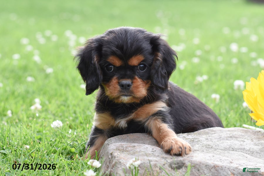 Cavalier King Charles Spaniel dogs Dexter - Ad 2