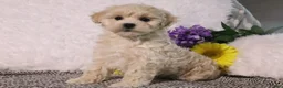 Maltipoo dogs for sale: Princess - Ad 2