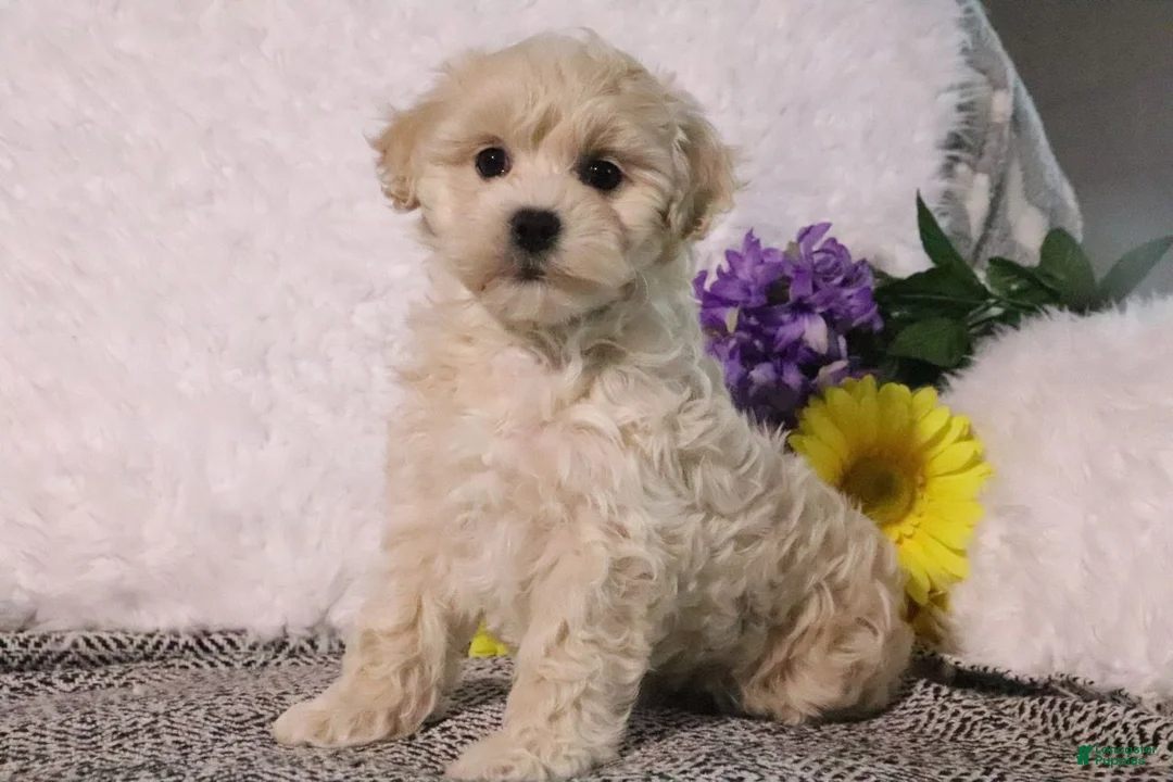 Maltipoo dogs for sale: Princess - Ad 2