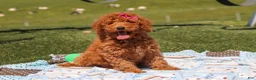 Miniature Labradoodle dogs for sale: Tessa - Ad 4