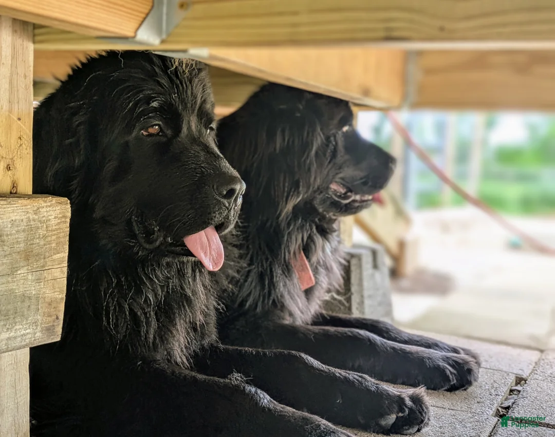 Newfoundland dogs for sale: Purple collar - Ad 8