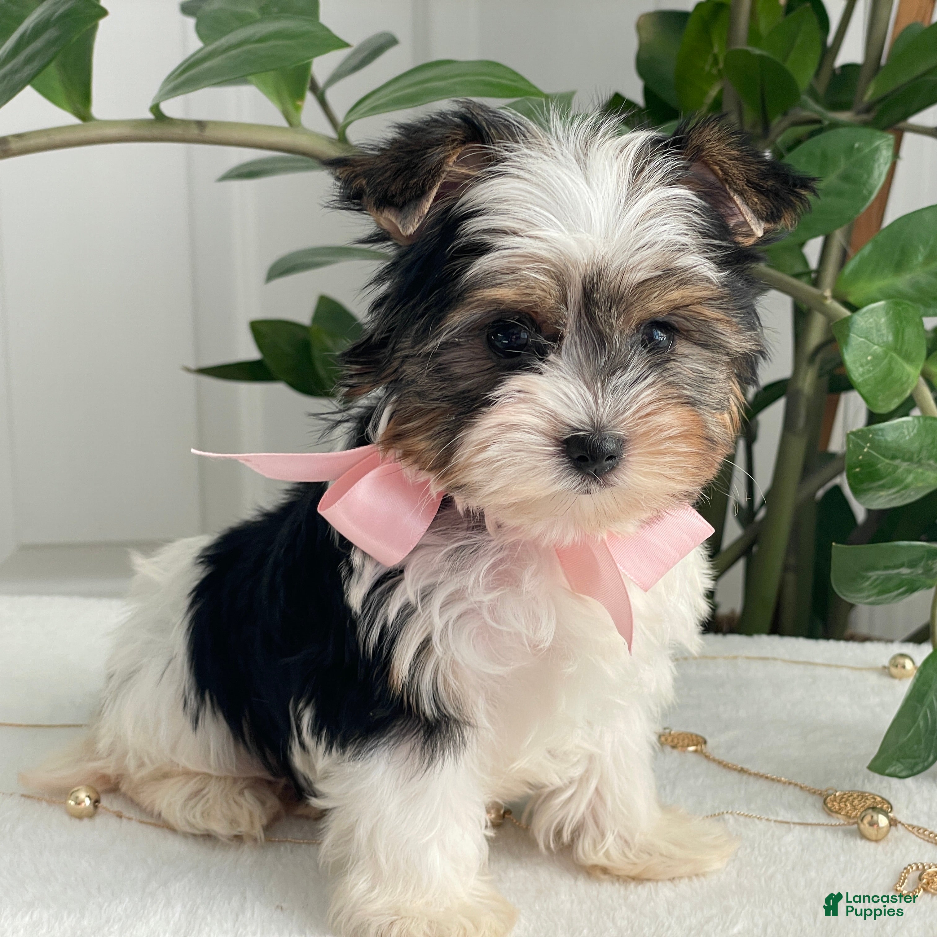 Biewer Terrier dogs Chai - Ad 2