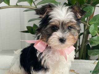 Biewer Terrier dogs Chai - Ad 2