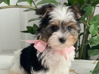 Biewer Terrier dogs Chai - Ad 7